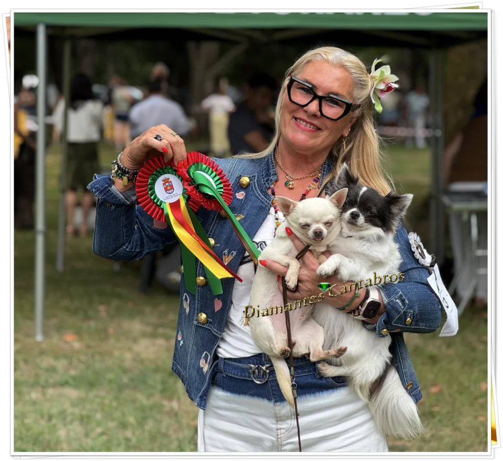 Rosa con dos chihuahuas y escarapela de premio — Diamantes Cántabros