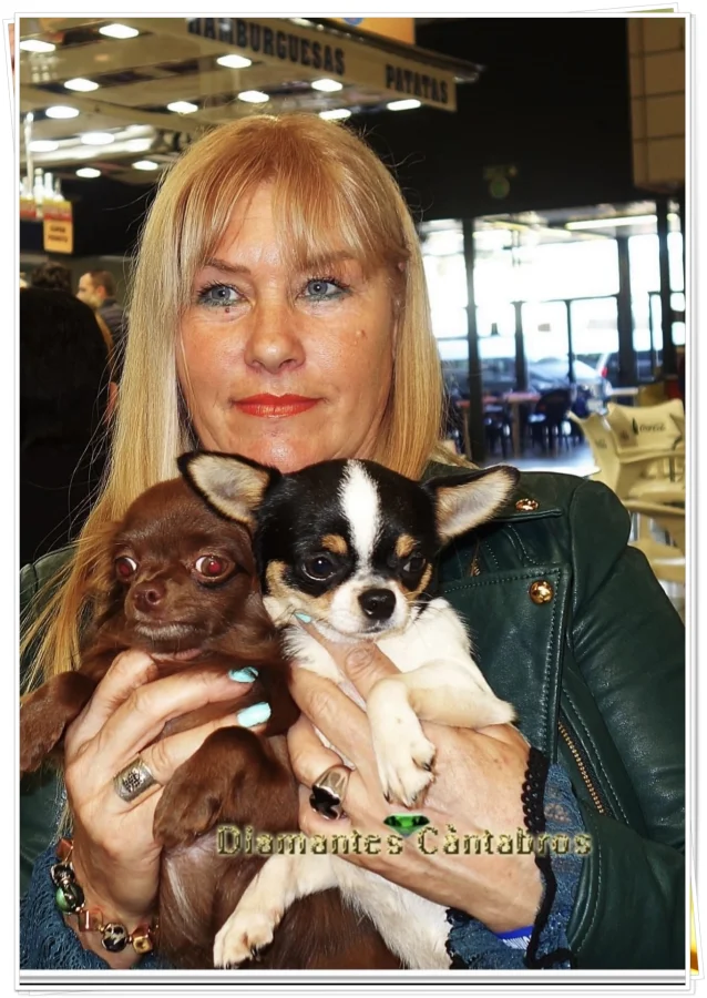 Tres chihuahuas premiados con roseta en exposición