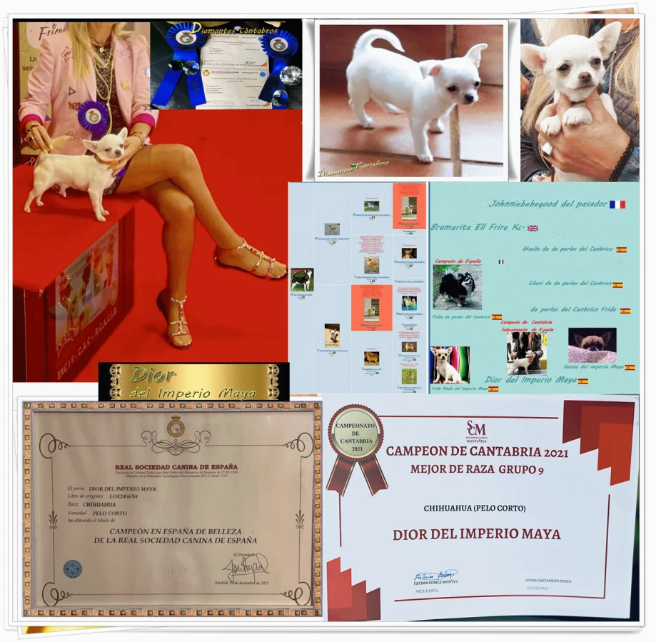Dior del Imperio Maya, Campeón de España de Belleza RSCE y Campeón de Cantabria 2021