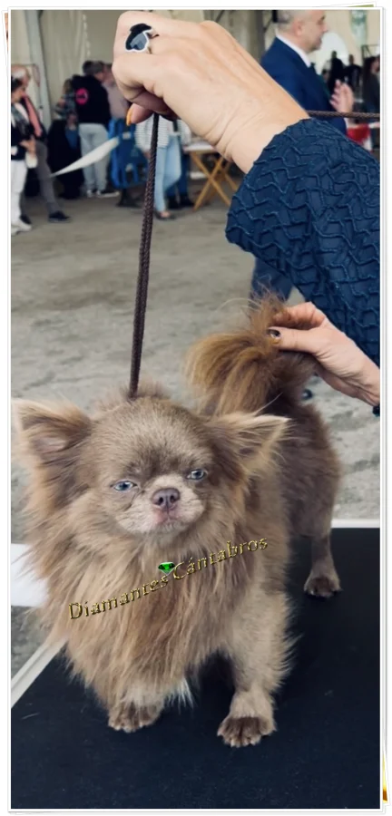 Chihuahua de pelo largo preparado para exposición