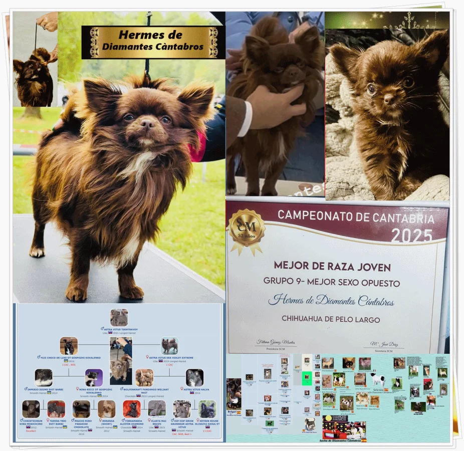 Hermes de Diamantes Cántabros, Campeonato de Cantabria 2025, Mejor de Raza Joven