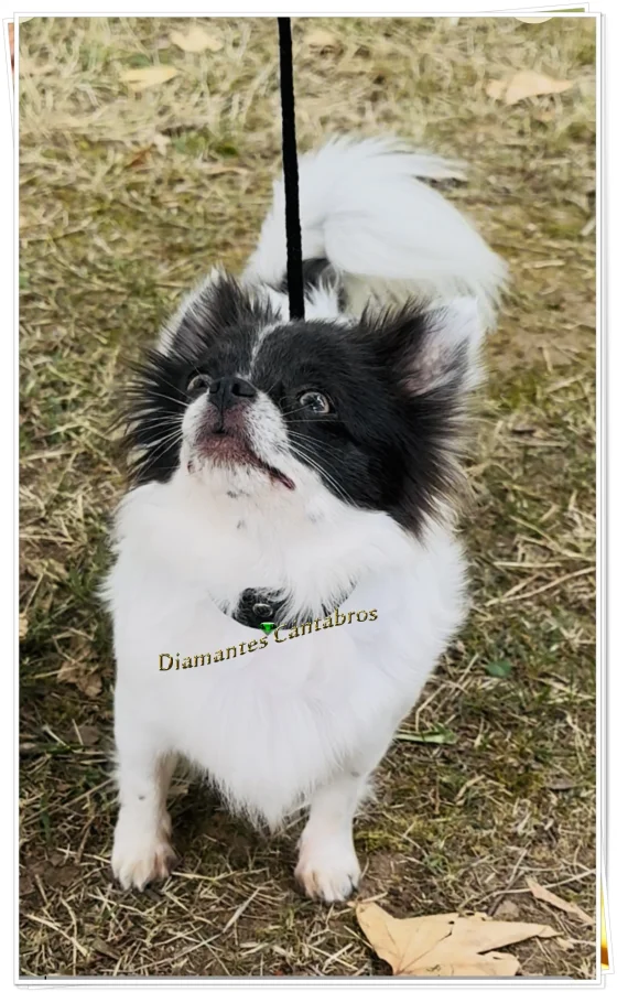Ruby de Diamantes Cántabros, Campeona de Cantabria