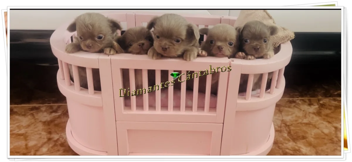 Camada de cachorros de chihuahua en cuna — Diamantes Cántabros
