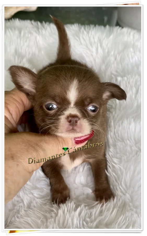 Cachorro de chihuahua — Diamantes Cántabros