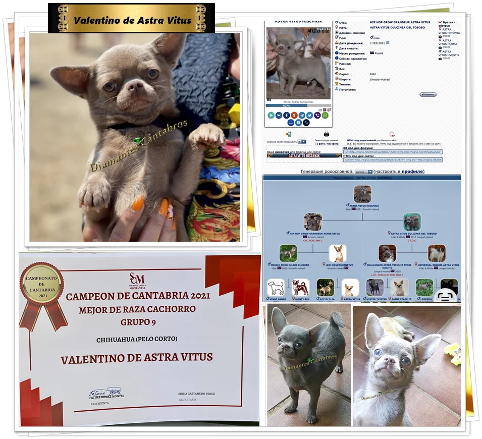 Valentino de Astra Vitus, Campeón de Cantabria 2021, Mejor de Raza Cachorro