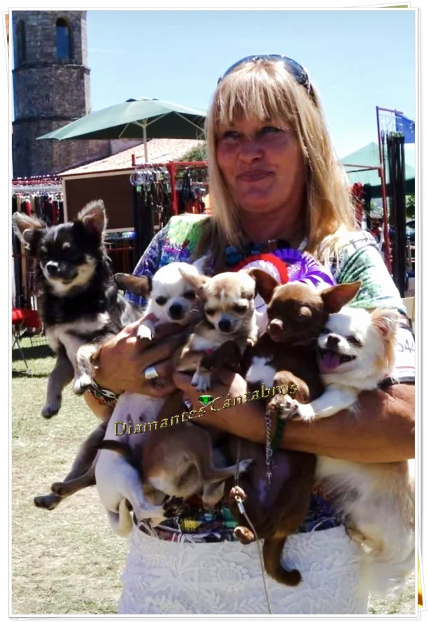 Rosa con varios chihuahuas en exposición canina