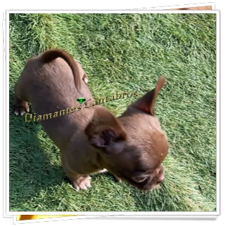 Cachorros de chihuahua — Diamantes Cántabros