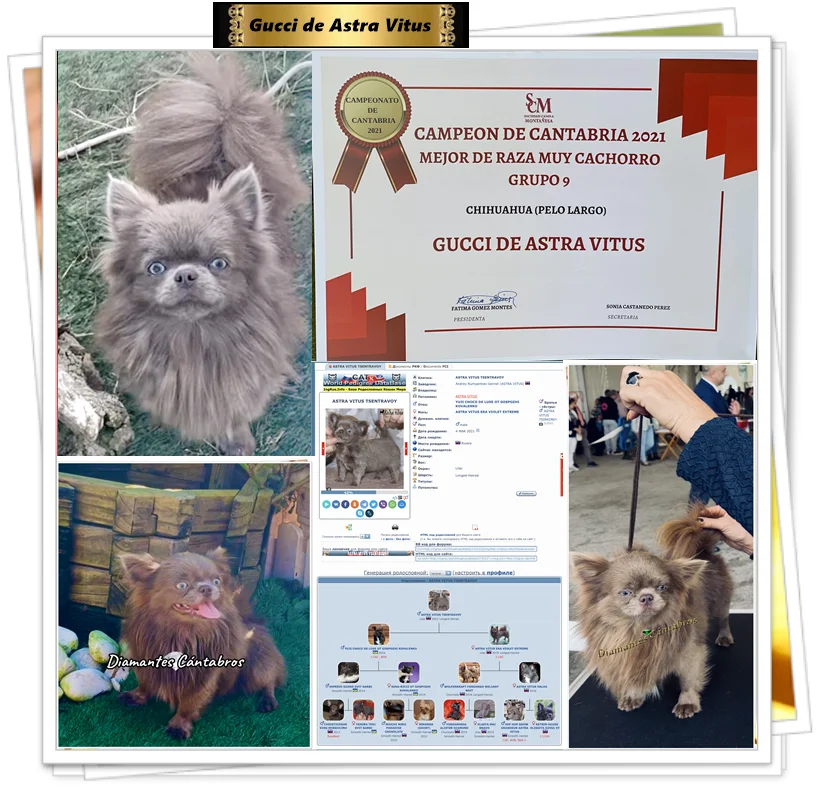 Gucci de Astra Vitus, Campeón de Cantabria 2021, Mejor de Raza Muy Cachorro