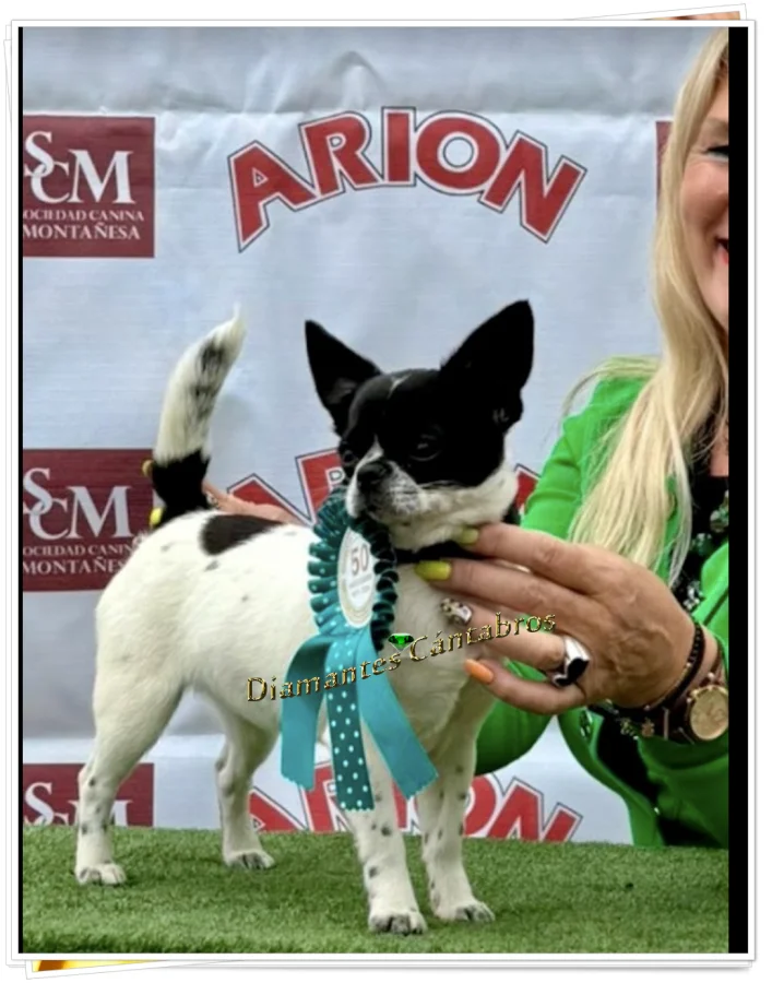 Chihuahua premiado en exposición canina, Diamantes Cántabros