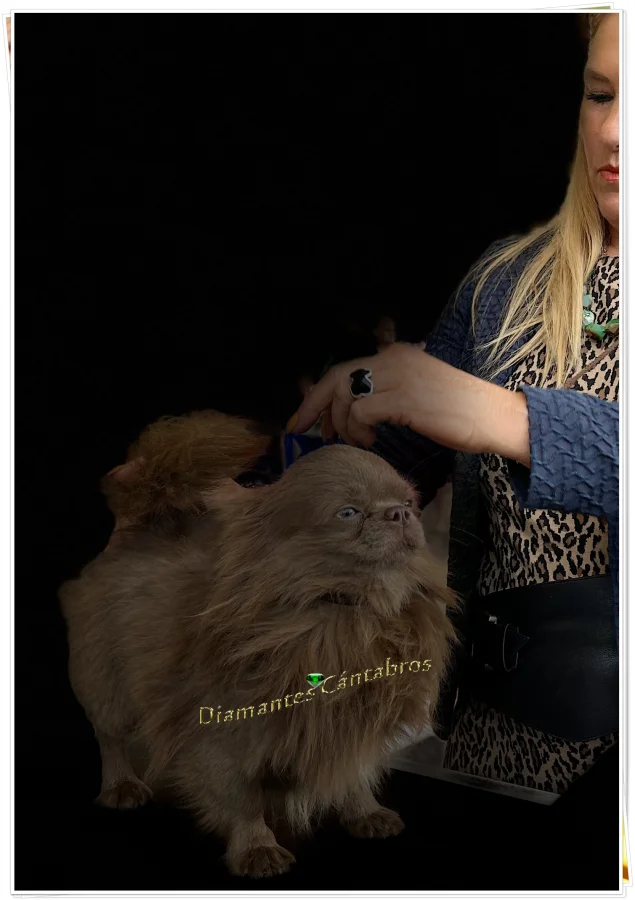 Gucci de Astra Vitus, macho reproductor de pelo largo — Diamantes Cántabros