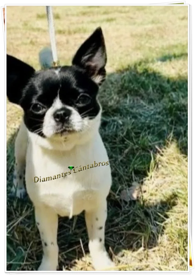 Ónix de Diamantes Cántabros, campeona de Cantabria