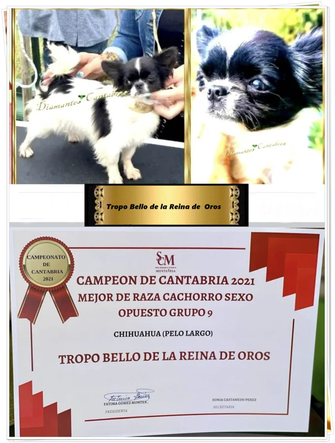 Tropo Bello de la Reina de Oros, Campeón de Cantabria 2021